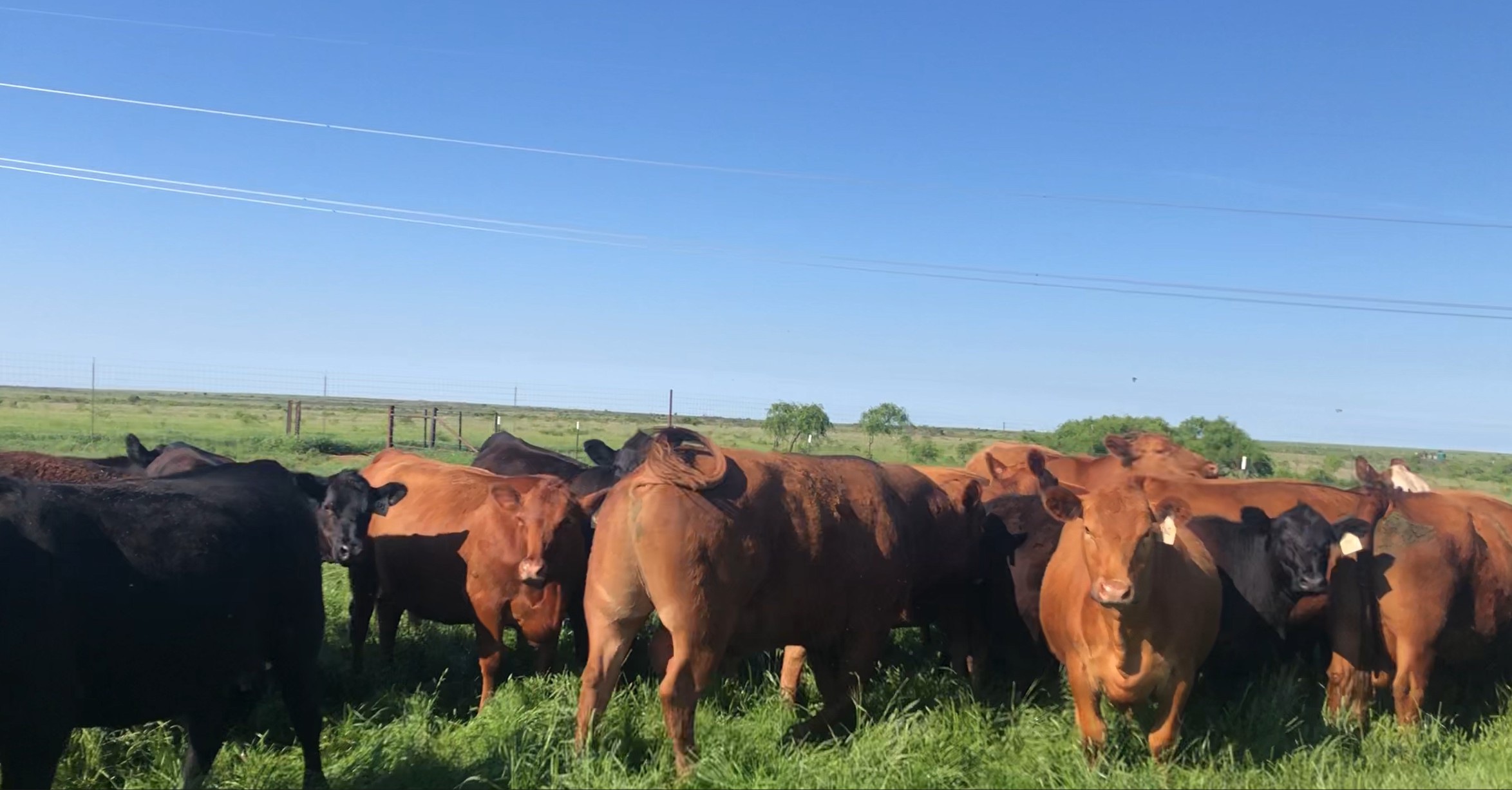 19 Bred Red Angus Heifers (Bred to a LBW Red Angus Registered RA Brown Bull